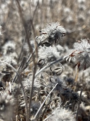 Trifolium hirtum