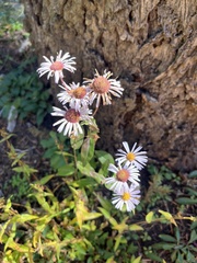 Erigeron glacialis