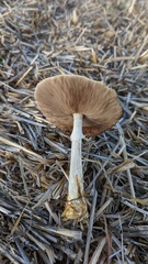 Agrocybe rivulosa