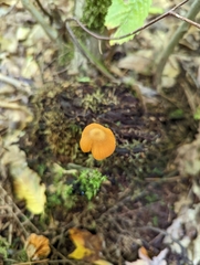 Entoloma quadratum