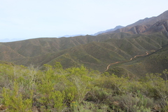 Dodonaea viscosa