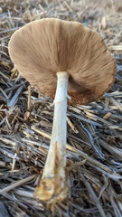 Agrocybe rivulosa