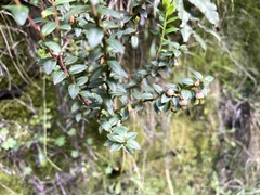 Gaultheria