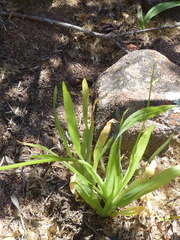 Melasphaerula graminea