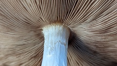 Agrocybe rivulosa