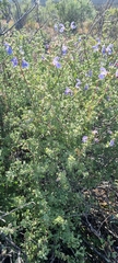 Salvia dentata