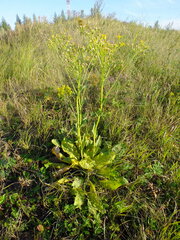 Senecio doria