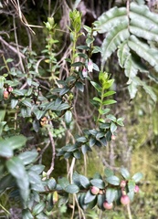 Gaultheria