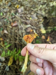 Entoloma quadratum