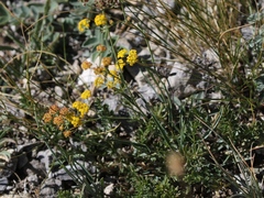 Bupleurum bicaule