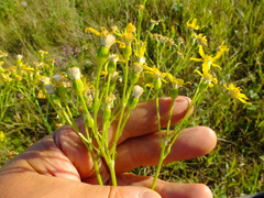 Senecio doria