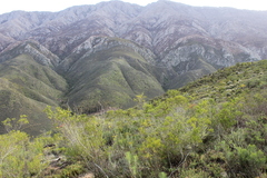 Dodonaea viscosa