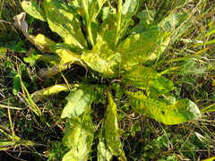 Senecio doria