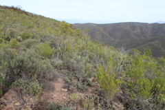 Dodonaea viscosa