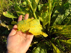 Senecio doria
