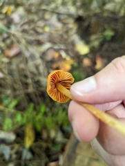 Entoloma quadratum