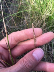 Eleocharis montevidensis