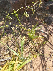 Melasphaerula graminea