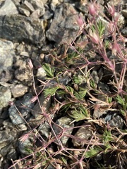 Sabulina nuttallii