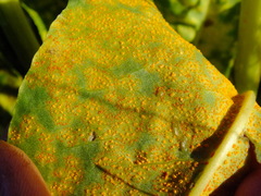 Coleosporium senecionis