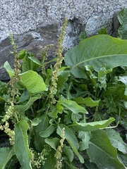 Rumex pulcher