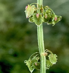 Rumex pulcher