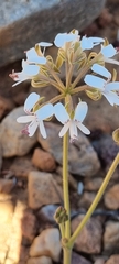 Pelargonium bubonifolium