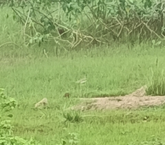 Vanellus malabaricus