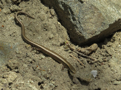 Ablepharus kitaibelii