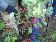 Aronia arbutifolia