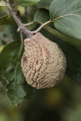 Monilinia