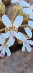 Pelargonium bubonifolium