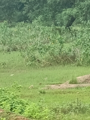 Vanellus malabaricus