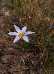 Romulea tabularis