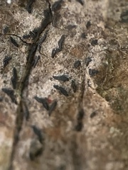 Alyxoria varia