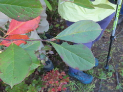 Aronia arbutifolia