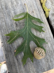 Quercus buckleyi