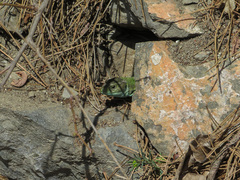 Lacerta viridis