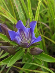 Gentiana puberulenta