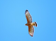 Buteo lineatus elegans