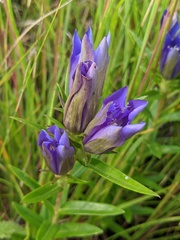 Gentiana puberulenta