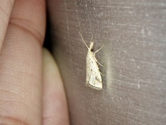 Microchilo inouei