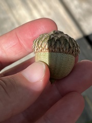 Quercus buckleyi