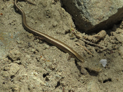 Ablepharus kitaibelii