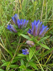 Gentiana puberulenta