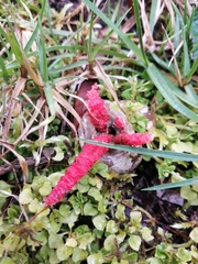 Clathrus archeri