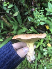 Suillus caerulescens