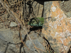 Lacerta viridis