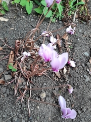 Cyclamen hederifolium