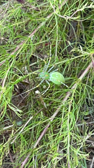 Peucetia viridans